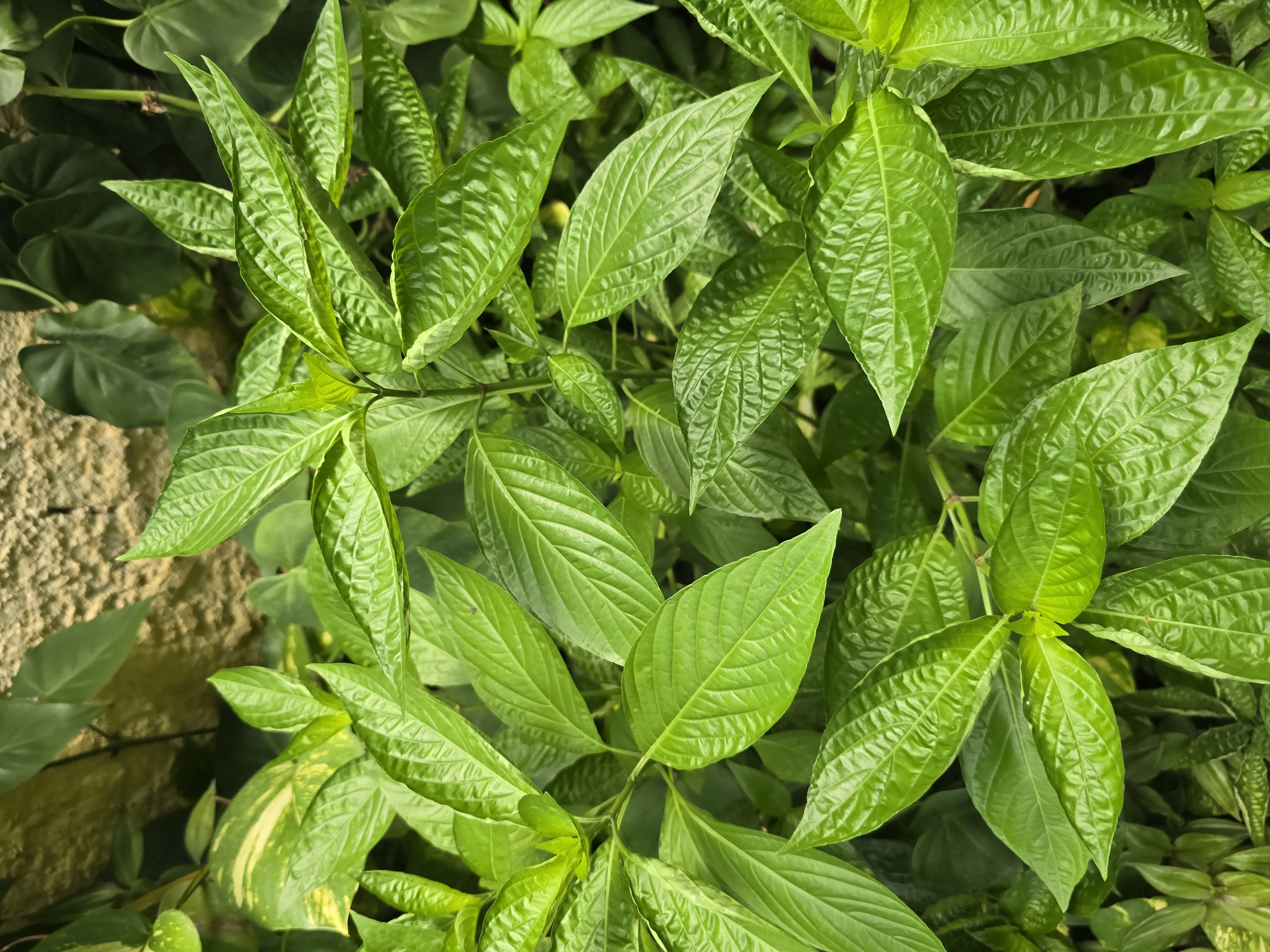 Decocción de sanguinaria (Justicia secunda)