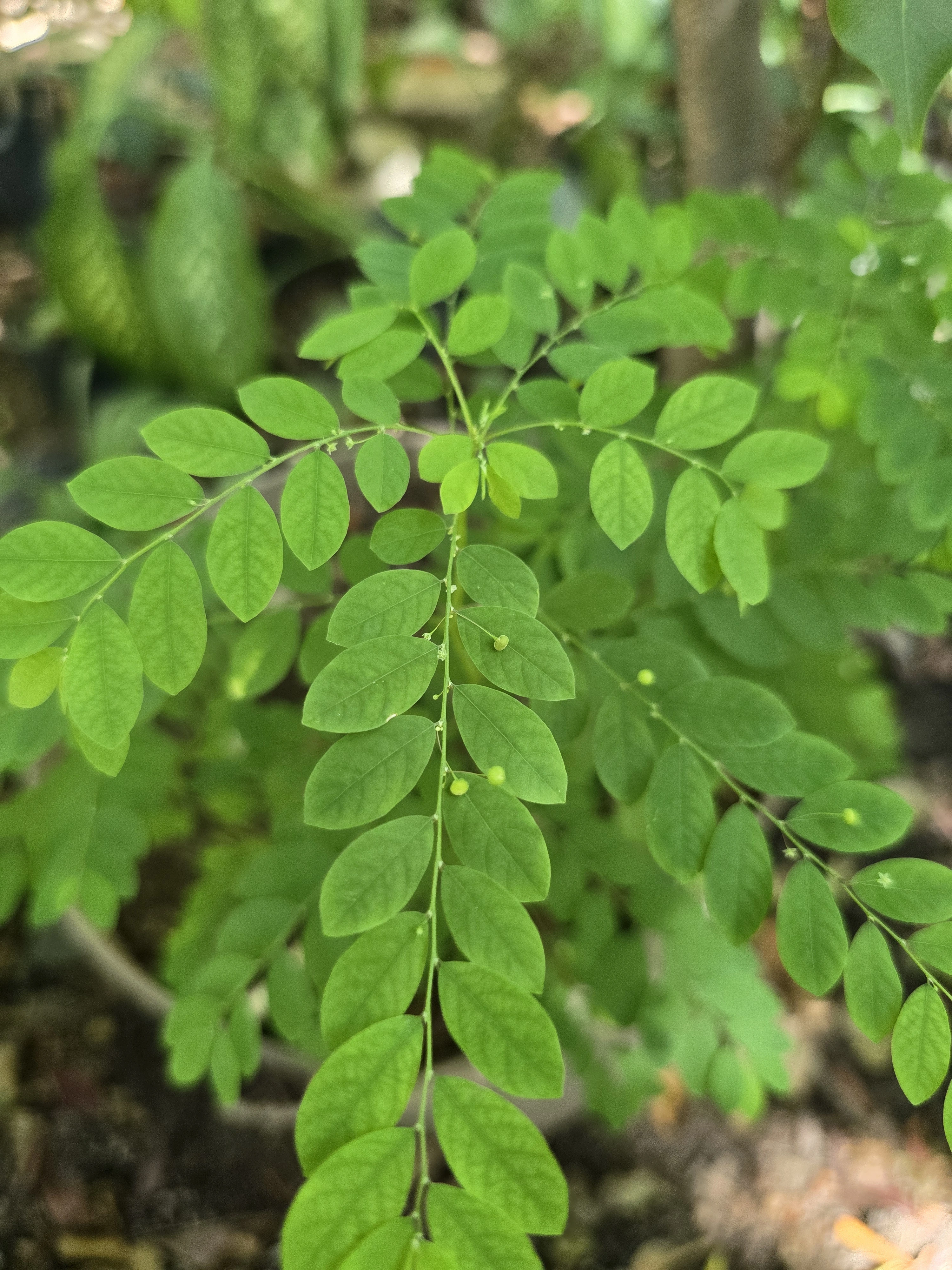 Chancapiedra (Phyllanthus niruri)