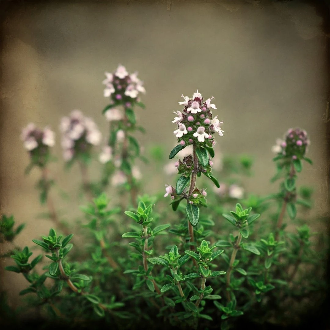 Tomillo (Thymus vulgaris)