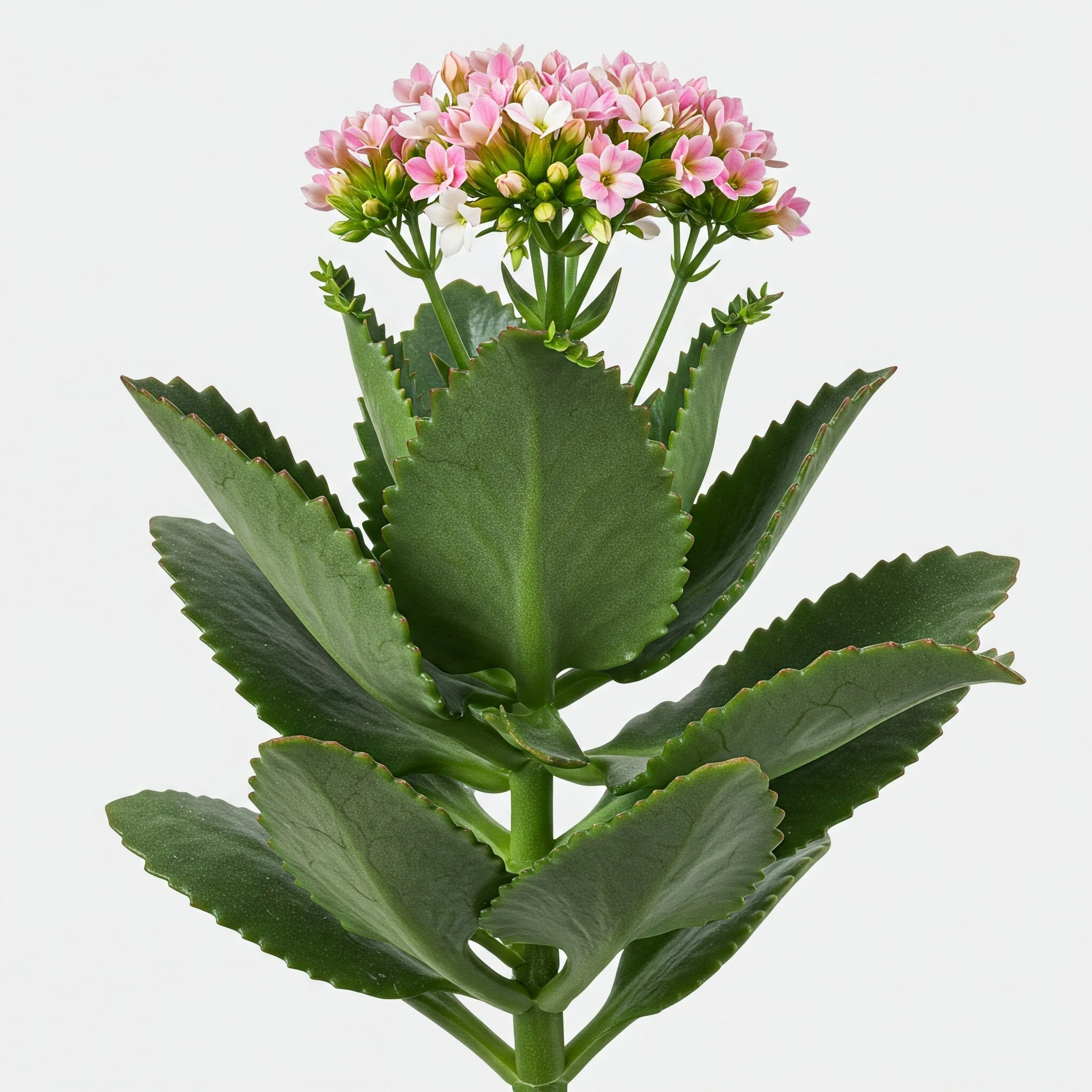 Decocción de Libertadora (Kalanchoe pinnata)