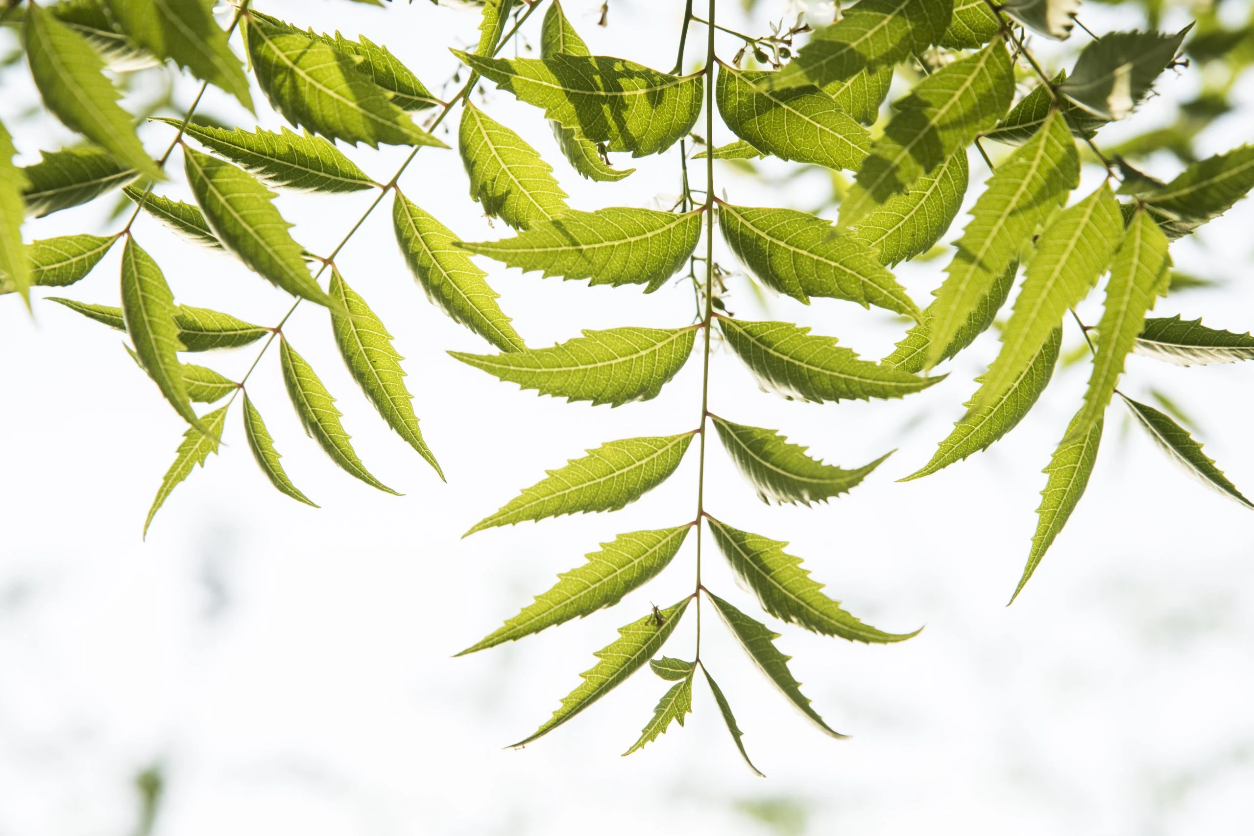 Neem (Azadirachta indica)