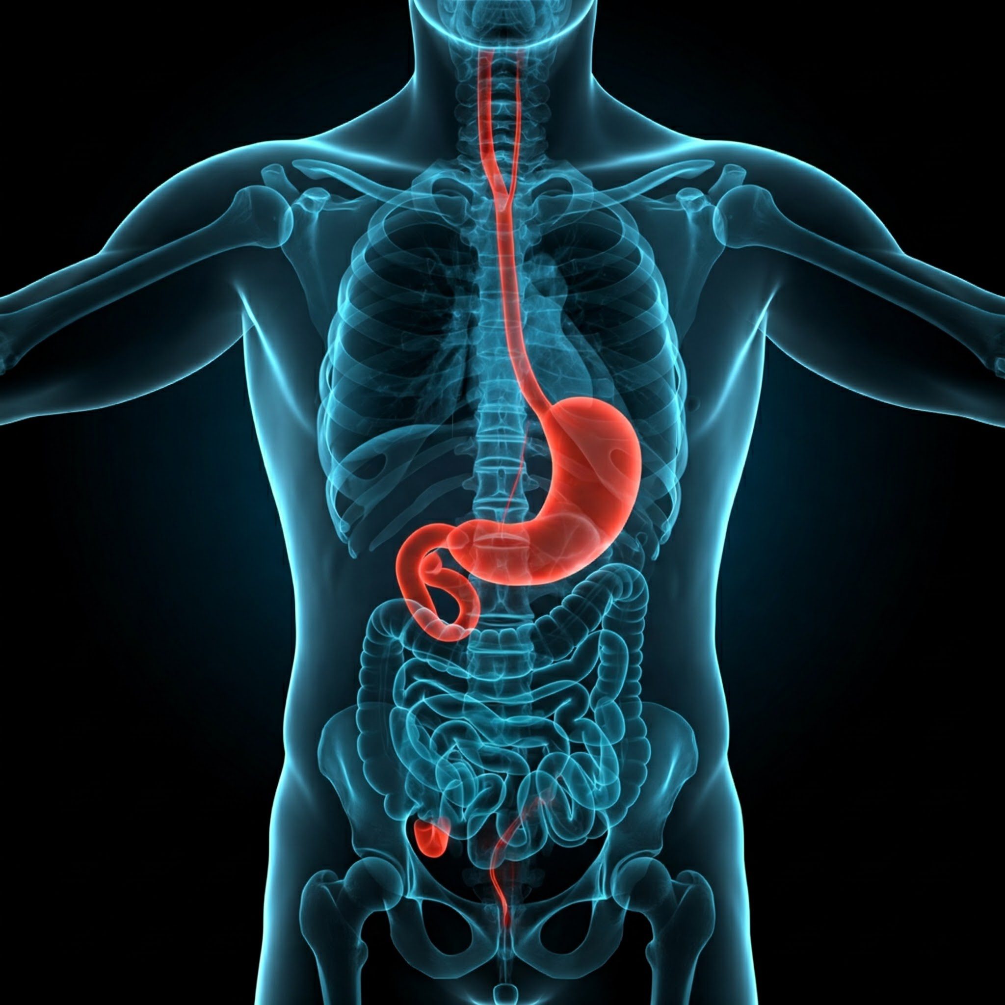Complejo Motor Migratorio: Un vistazo a la motilidad gastrointestinal en ayunas